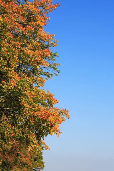 Hintergrund Herbst — Stockfoto