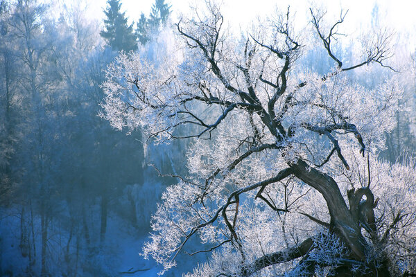 Mysterious Tree