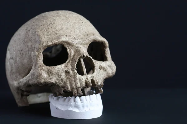 頭蓋骨と顎 — ストック写真