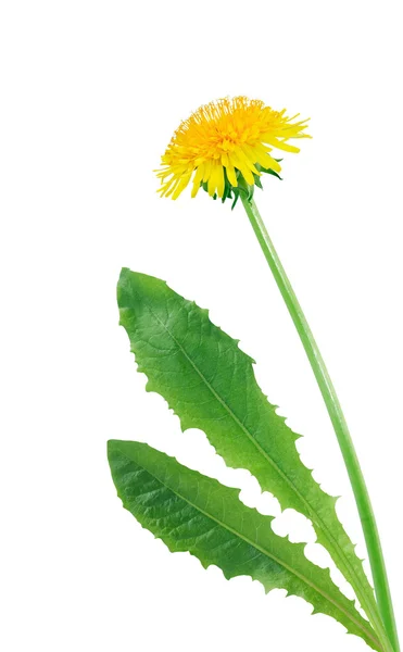 Dandelion On White — Stock Photo, Image