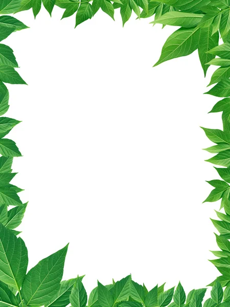 Green Leaves Frame — Stock Photo, Image