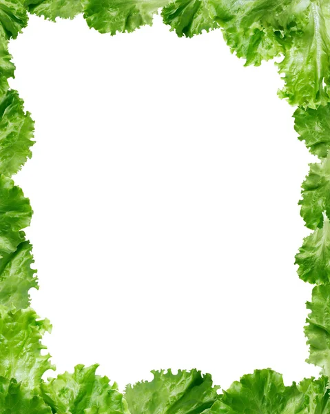 Green Lettuce Salad Frame — Stock Photo, Image