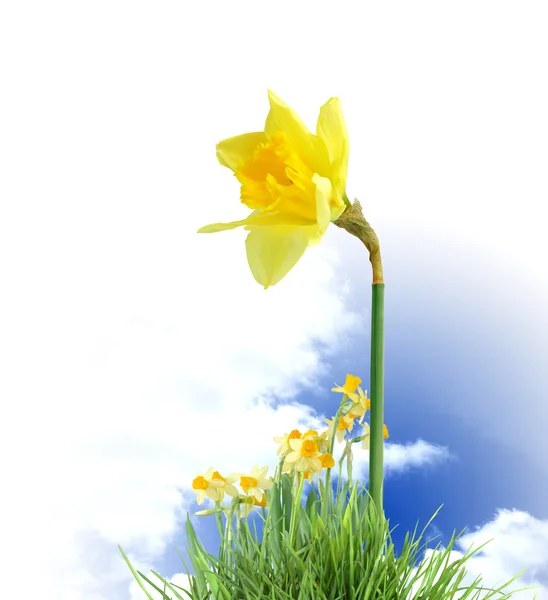 Virágzó daffodils — Stock Fotó