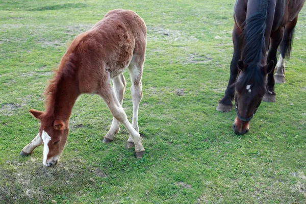 Un puledro con le gambe divaricate — Foto Stock