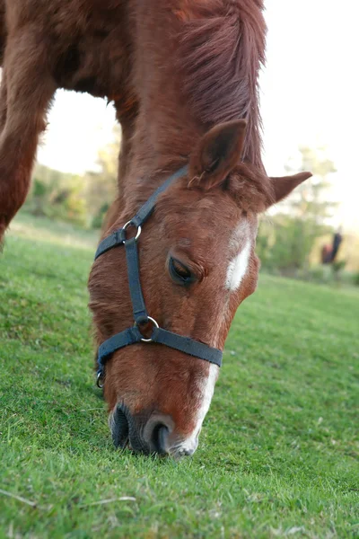 Paard op de weide — Stockfoto