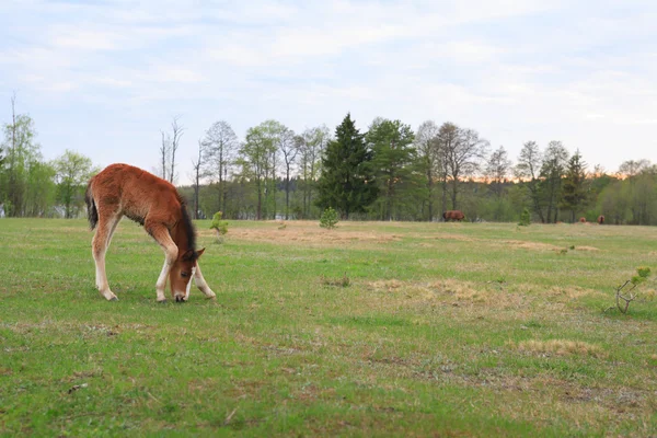 Enbart Colt med spretande ben — Stockfoto