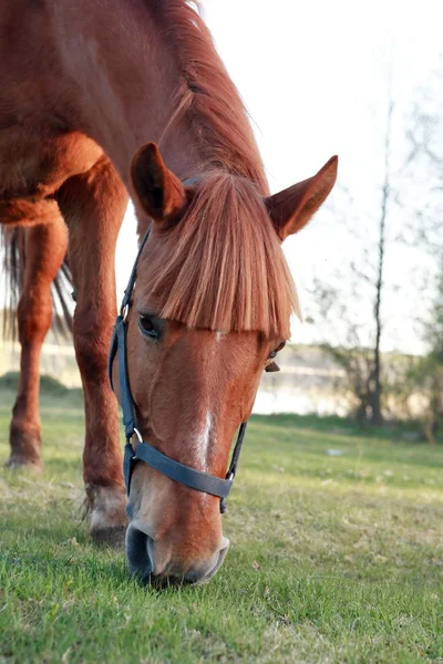 Caballo en pastos —  Fotos de Stock