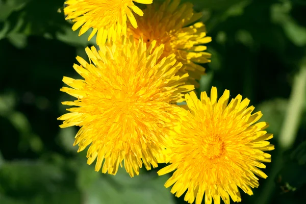 Löwenzahnblüten — Stockfoto