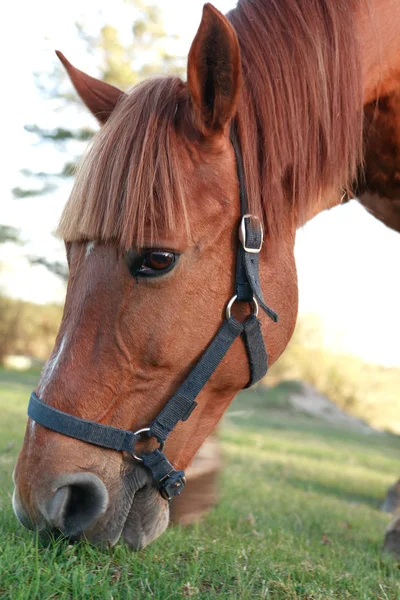 Häst på bete — Stockfoto