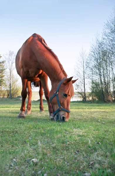 Paard op de weide — Stockfoto