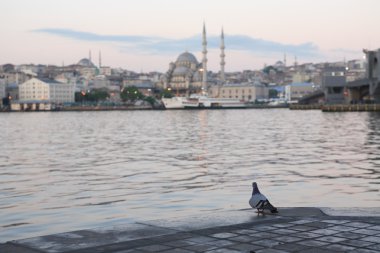 Golden Horn koyu dolgu