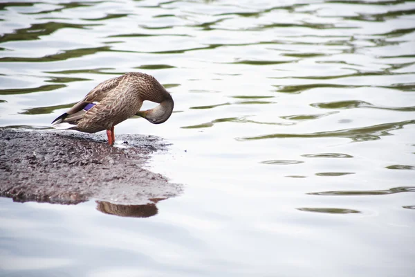 Wild duck — Stockfoto