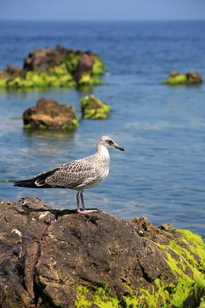 Mouette sur la pierre — Photo