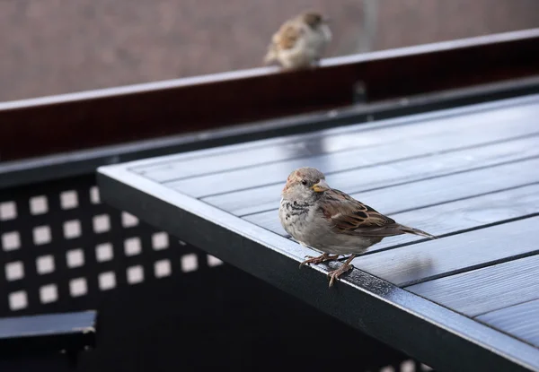 Sparv på café — Stockfoto