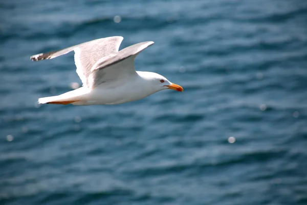 Gaivota acima do mar — Fotografia de Stock