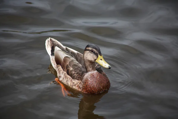 Wild Duck — Stock Photo, Image