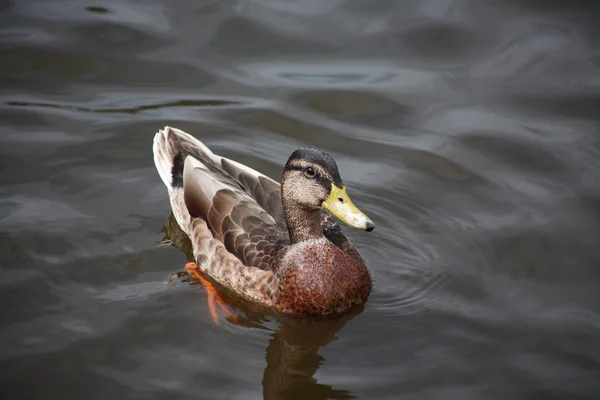 Wildenten — Stockfoto