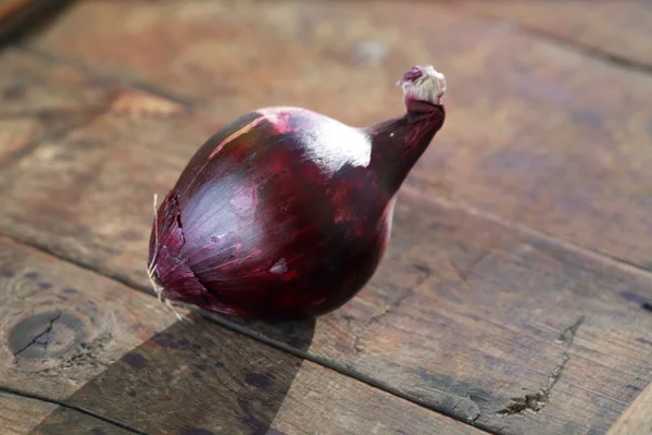 Cebolla roja — Foto de Stock