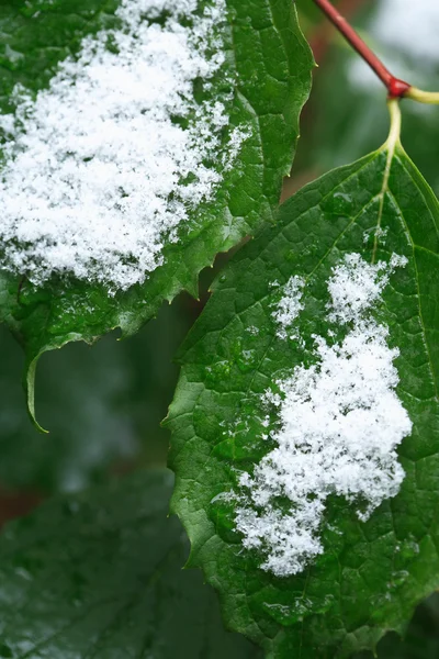 Första snön — Stockfoto