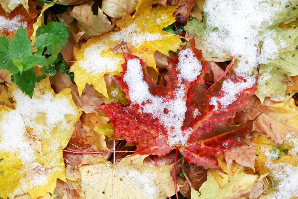 Primeira neve — Fotografia de Stock