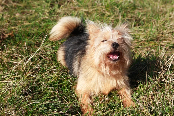 Cane abbaiare — Foto Stock