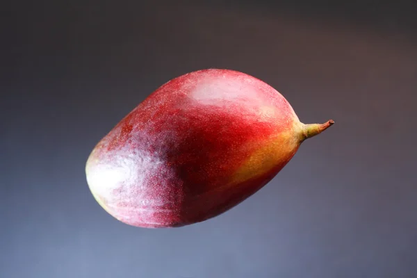 Mango auf dunkel — Stockfoto