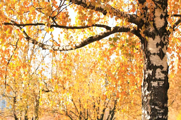 Berk In herfst — Stockfoto