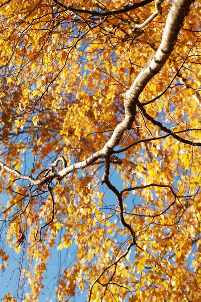 Abedul en otoño — Foto de Stock