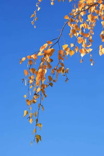 Birch In Fall — Stok Foto