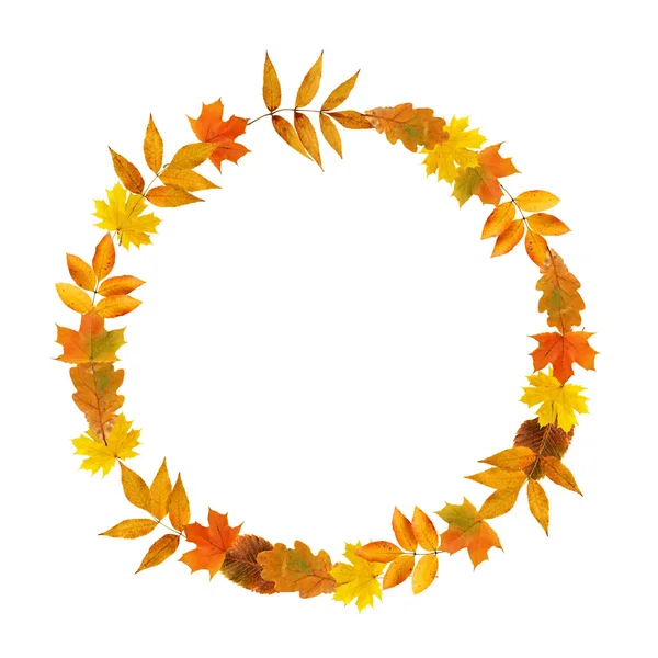Anel de folhas de outono — Fotografia de Stock