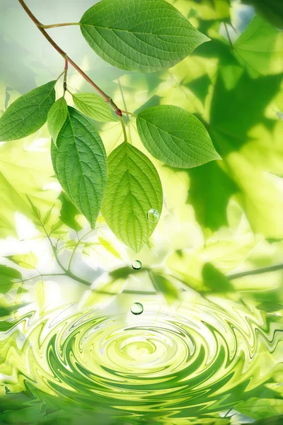 Green Leaves And Water Drops — Stock Photo, Image