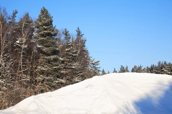 Winter Forest Landscape — Stock Photo, Image