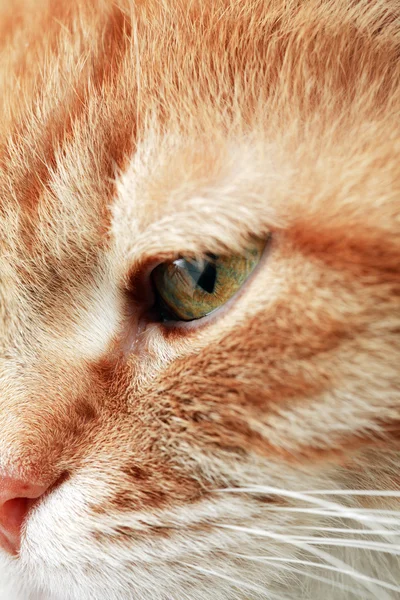 Ojo de gato jengibre —  Fotos de Stock
