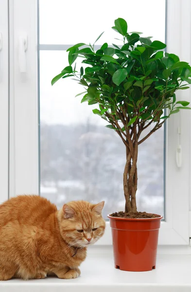 Gato en casa — Foto de Stock