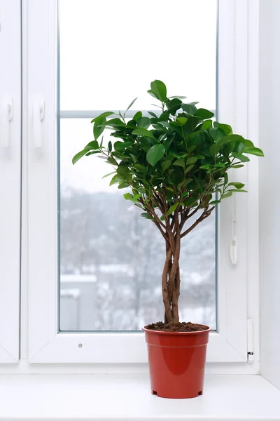 Ficus no peitoril da janela — Fotografia de Stock