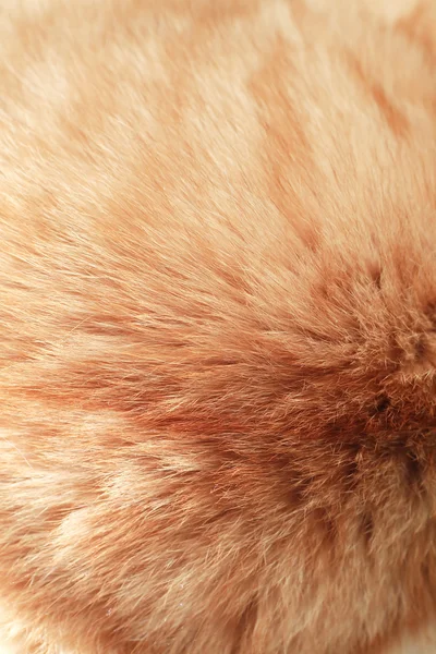 Pelo de gato de gengibre — Fotografia de Stock