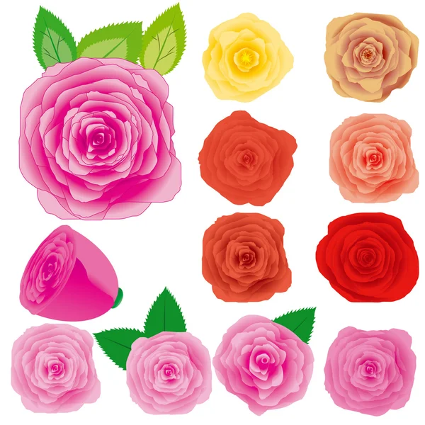 Rosas. — Vector de stock