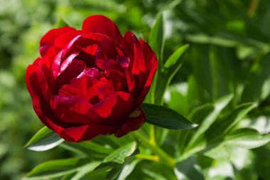 güzel Şakayık çiçeği