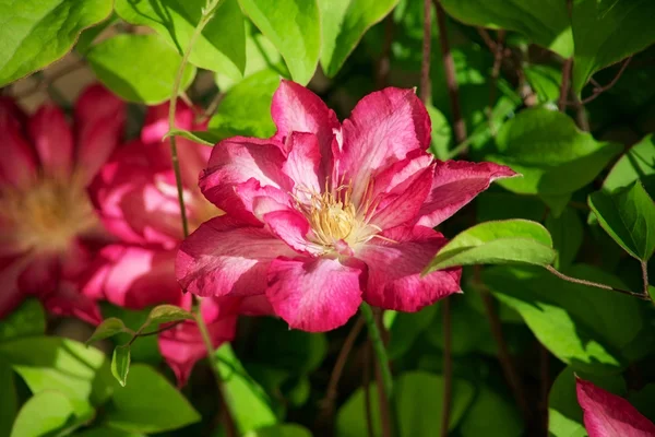 Hermosa flor clematis — Foto de Stock