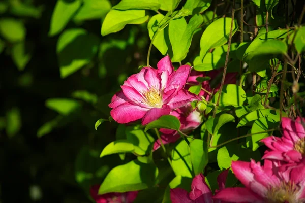 Mooie bloem clematis — Stockfoto