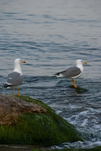 海背景にシーガル — ストック写真