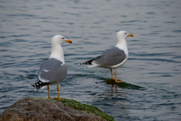 海背景にシーガル — ストック写真