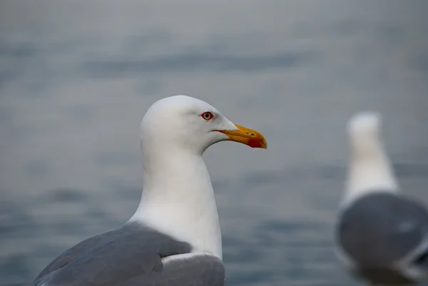 Mouette sur le fond marin — Photo