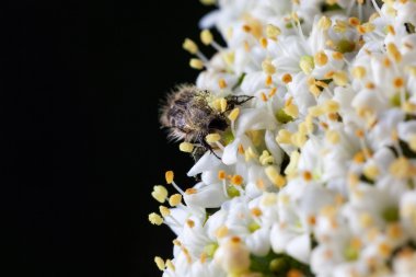 Maybug, baktım hippocastani Viburnum opulus üzerinde