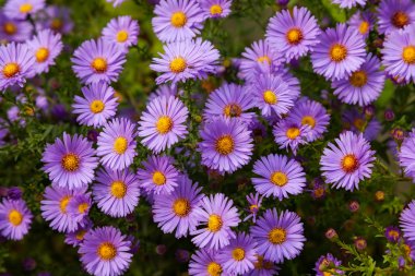 güzel çiçek pembe aster. portre