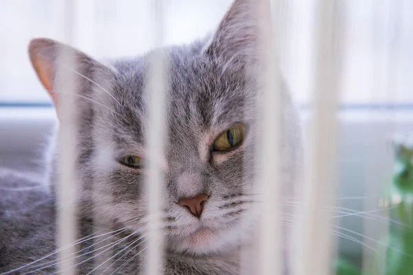 Portrait of a beautiful gray striped cat — Stock Photo, Image