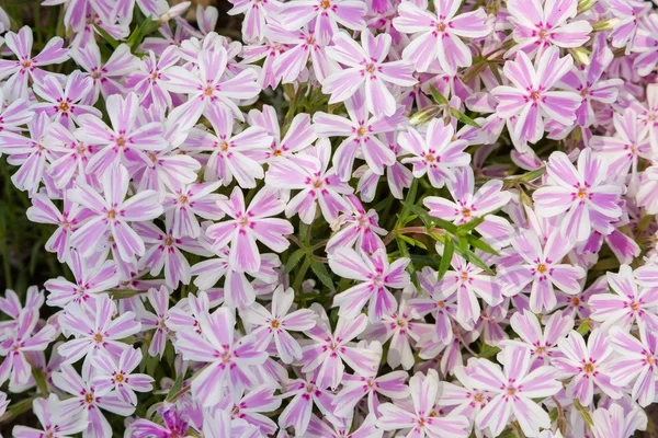 Hermosa flor rosa flox. primer plano — Foto de Stock