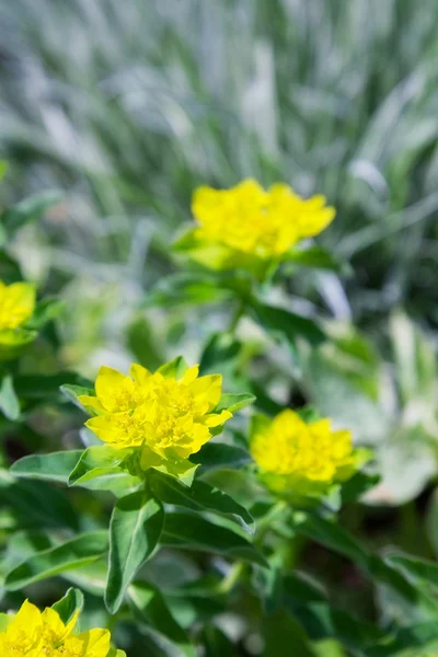 Belle fleur jaune printemps. gros plan — Photo