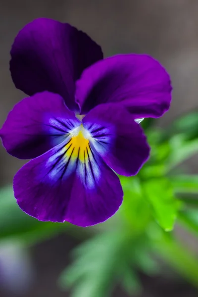 Pansy spring flower. outdoor shot — Stock Photo, Image