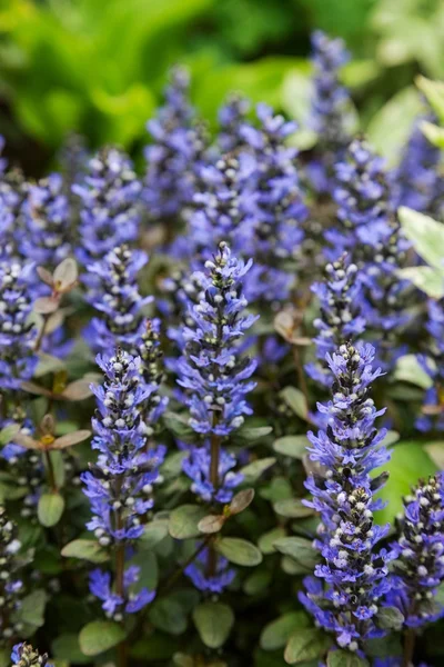 Hermosa flor azul primavera. primer plano —  Fotos de Stock